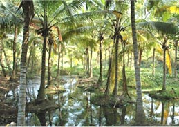 Forests & Caves in Kerala