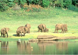 Wildlife in Kerala